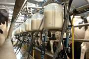 هشدار بهداشتی دامپزشکی مشهد در خصوص ممنوعیت عرضه شیرخام